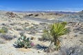 Opuntia basilaris and Yucca schidigera plants at Mojave dessert by interstate road in Arizona, USA