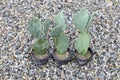 Opuntia big pads prickly pear cactus growing in a plastic pots in plant nursery