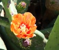 Opuntia Bloom Royalty Free Stock Photo