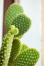 Opuntia bunny ears,cactus,cactusphoto opuntia microdasys yellow