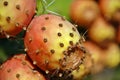 Opuntia cactus