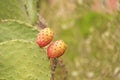 Opuntia Cactus and Cactus Fruits on the Blue Sky Background. Family Cactaceae. America, Mexico, Spain, Italy