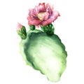 Opuntia cactus with flower isolated, watercolor painting Royalty Free Stock Photo