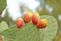 Opuntia Cactus and Cactus Fruits on the Blue Sky Background. Family Cactaceae. America, Mexico, Spain, Italy