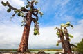 Opuntia cactus at Galapagos island