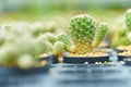 Opuntia cactus in green Cactus field, desert plant, prickly plant ,succulent plant