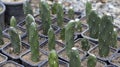 Opuntia cactus growing in small pots Royalty Free Stock Photo