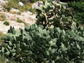 Opuntia Cactus Growing Wild On The Island Of Crete, Greece