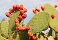 Opuntia cactus with large flat pads and red thorny edible fruits. Cactaceae. Prickly pears fruit. Sabra Fruit. Sabra cacti Royalty Free Stock Photo