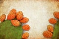 Opuntia cactus with large flat pads and red thorny edible fruits. Cactaceae. Prickly pears fruit. Sabra Fruit. Sabra cacti Royalty Free Stock Photo