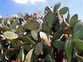 Opuntia cactus with large flat pads and red thorny edible fruits. Cactaceae. Prickly pears fruit. Sabra Fruit. Sabra cacti