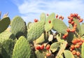 Opuntia cactus with large flat pads and red thorny edible fruits. Cactaceae. Prickly pears fruit. Sabra Fruit. Sabra cacti Royalty Free Stock Photo