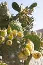 Opuntia cactus