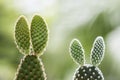 Opuntia cactus on nature background