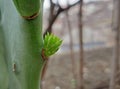 Opuntia cactus new growth in spring close up Royalty Free Stock Photo