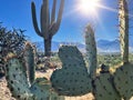 I heart you Prickly Pear cactus background Royalty Free Stock Photo