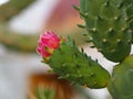 Opuntia Cactus With Red Bloom Royalty Free Stock Photo