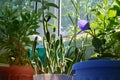 Opuntia cactus, platycodon flower and osteospermum in balcony greening.