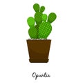 Opuntia cactus in pot