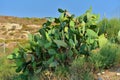 Opuntia cactus