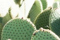 Opuntia cactus Royalty Free Stock Photo