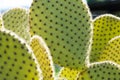 Opuntia cactus Royalty Free Stock Photo