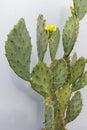 Opuntia cactus prickly pear with yellow flower on isolated background Royalty Free Stock Photo