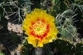 Opuntia cactus prickly pears with yellow flower Royalty Free Stock Photo