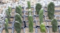 Opuntia cactus propagation in plant nursery Royalty Free Stock Photo