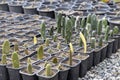 Opuntia cactus propagation in small plastic pots Royalty Free Stock Photo