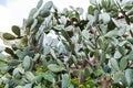 Opuntia cactus in Sicily in spring