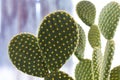 Opuntia cactus variety, close up