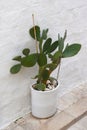 Opuntia cactus in a white outdoor ceramic pot, decorative interesting cactus by a white wall