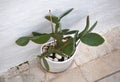 Opuntia cactus in a white outdoor ceramic pot, decorative interesting cactus by a white wall
