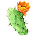 Opuntia cactus with yellow flower, watercolor