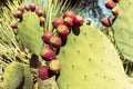 Opuntia, Closeup Many Edible Yummy Prickly Pear Cactus. Exotic Flavorful Fruit And Showy