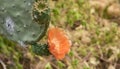 Opuntia, commonly called prickly pear.