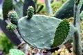 Opuntia, commonly called prickly pear.