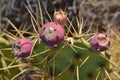 Opuntia, commonly called prickly pear