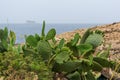 Opuntia, commonly called prickly pear, in Qrendi, Malta, with a vague Filfla island at the horizon