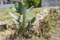 A Opuntia Ellisiana Cactus Plant Royalty Free Stock Photo