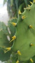 the opuntia engelmanni with yellow glochids