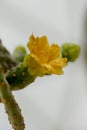 Opuntia falcata is a long-stemmed tree.