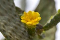 Opuntia falcata is a long-stemmed tree.