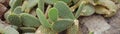 Opuntia ficus-indica is also known as Prickly Pear, Indian Fig or Mission Cactus. Nature wallpaper background.Bunny Ears Royalty Free Stock Photo