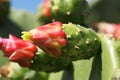 Opuntia ficus-indica cactus blooming