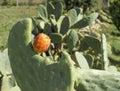 Opuntia ficus indica cactus fruit plant Royalty Free Stock Photo