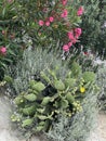 Opuntia ficus indica cactus prickly pear blooms yellow in Croatia