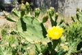 Opuntia ficus indica cactus with yellow flower Royalty Free Stock Photo