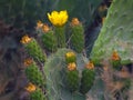 Opuntia ficus-indica flower blooming in Menashe mountains in the north of Israel. Royalty Free Stock Photo